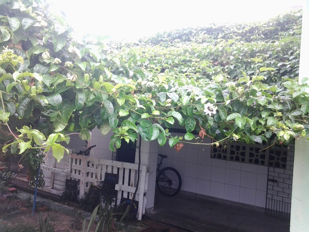 Teto verde após estabelecimento do maracujazeiro