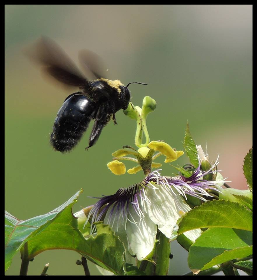 Apicultor de Peruíbe - Você conhece a abelha mamangava? Saiba que elas são  vitais na polinização e auxílio na produção de maracujá. Afinal, a  mamangava é vital aos processos de polinização de