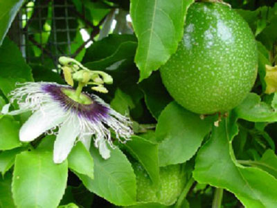 Flor do Maracujá ao lado do fruto